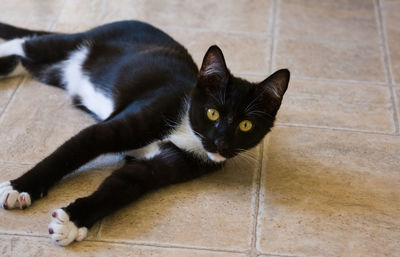 Portrait of cat lying on floor