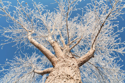 Low angle view of bare tree against sky during winter