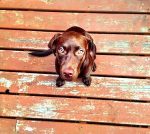 Portrait of a dog