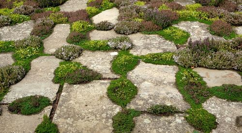 High angle view of plants growing in garden