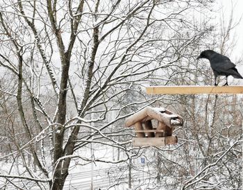 Low angle view of bird on snow covered bare tree