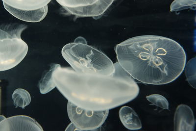 Close-up of jellyfish swimming in sea