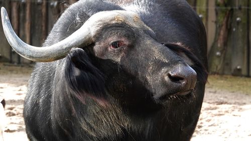 Close-up of a cow 