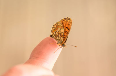 Close-up of butterfly on hand