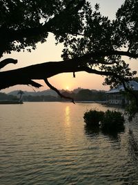 Silhouette tree by lake against sky during sunset