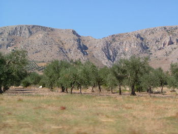 Scenic view of trees on field against clear blue sky