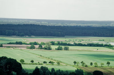 Scenic view of grassy field