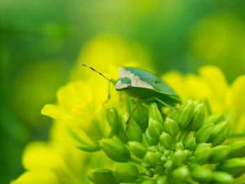 Close-up of insect on plant