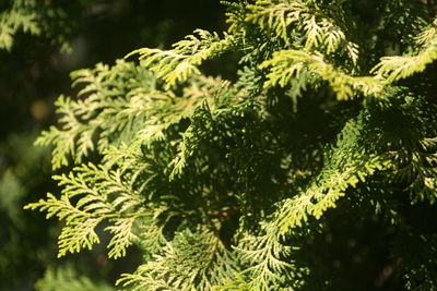 Close-up of pine tree