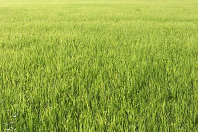 Full frame shot of wheat field