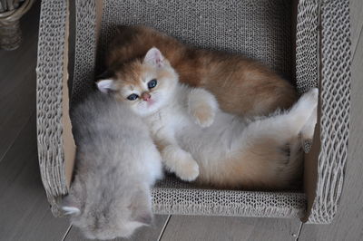 Portrait of kitten lying on sofa at home