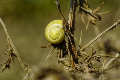 Close-up of snail on plant