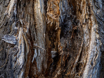 Full frame shot of tree trunk