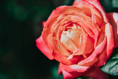 Close-up of rose flower