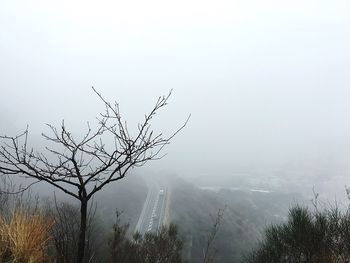 Trees in foggy weather