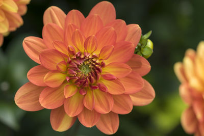 Close-up of orange flowering plant