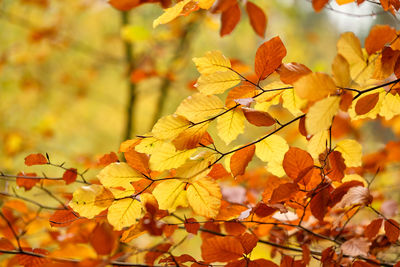 Close-up of yellow maple leaves on tree