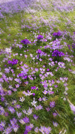 Close-up of purple flowers