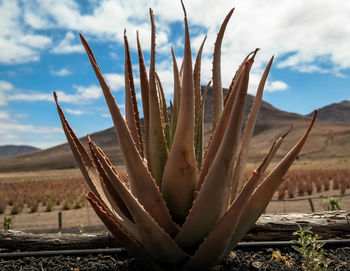 Close-up of succulent plant on field against sky