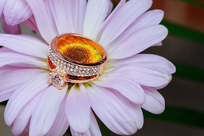 Close-up of pink flower