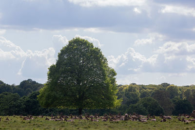 Trees on field against sky