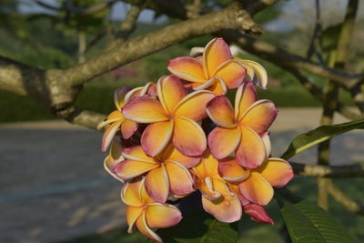 Close-up of yellow flowering plant