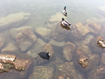 High angle view of ducks in lake