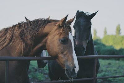 Close-up of horse standing against sky