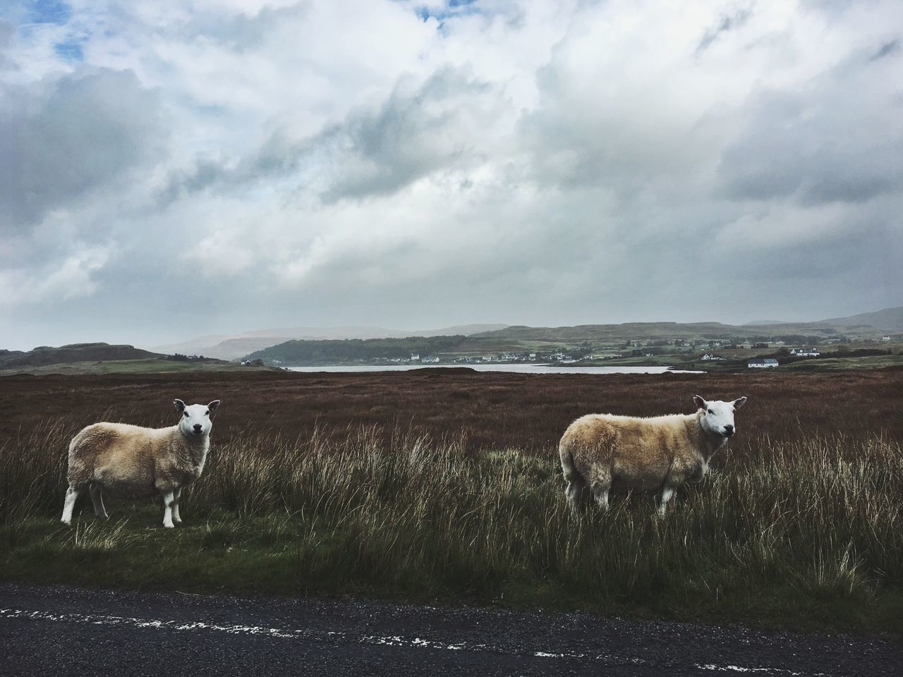 mammal, animal themes, domestic animals, cloud - sky, sky, nature, sheep, livestock, outdoors, day, road, water, no people, landscape, beauty in nature, standing, lamb, flock of sheep, scenics, grass, scenery, highland cattle, horizon over water