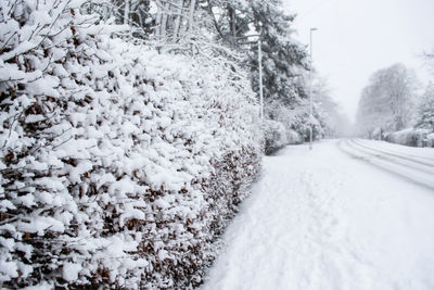 Snow covered land and trees during winter