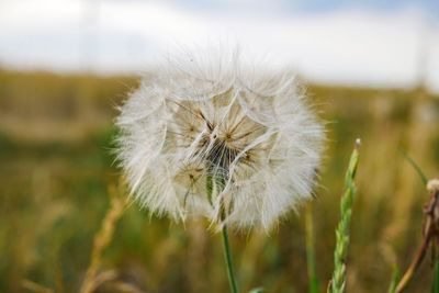 Close-up of dandelion on field