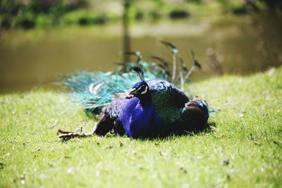 View of peacock on land