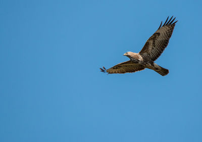 Low angle view of eagle flying in sky
