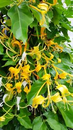 Close-up of yellow flowering plant