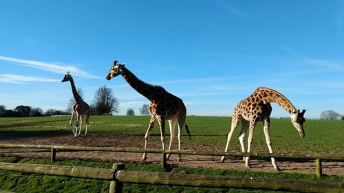 Horses on field against clear blue sky