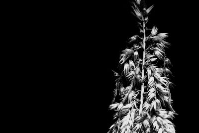 Close-up of plant against black background