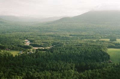 Scenic view of trees growing on landscape