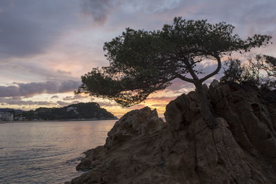 Rock formation by tree against sky during sunset