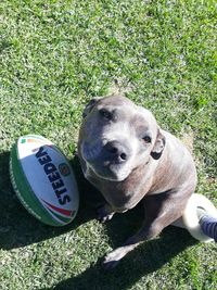 High angle view of dog on field