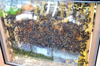 Close-up of bees on glass