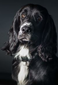 Close-up portrait of dog against black background