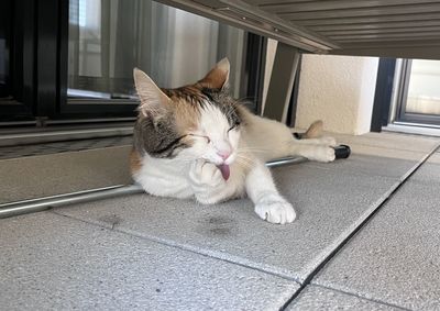 Cat sitting on floor