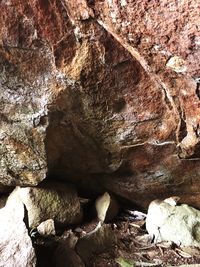 Close-up of lizard on rock