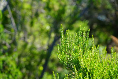 Close-up of fresh green plant