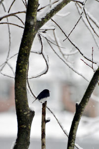 Close-up of bird perching on branch during winter