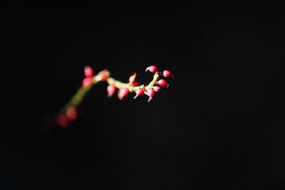 Close-up of red berries over black background