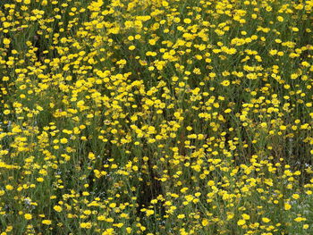 Full frame shot of yellow flowering plants on field