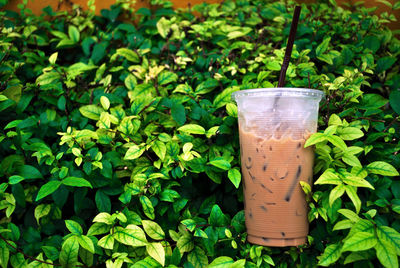 Close-up of drink on plant in yard