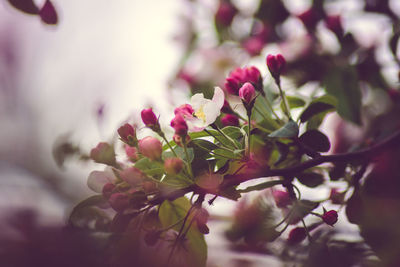 Close-up of pink flowers