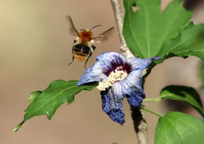 Close-up of butterfly pollinating on purple flower